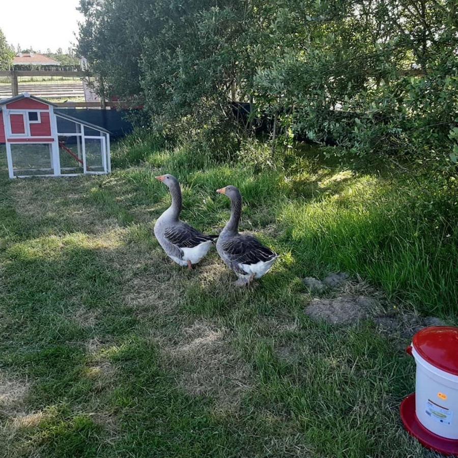 Les P'tites Maisons Dans La Prairie *